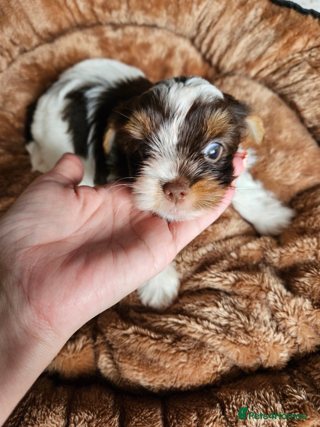 Yorkshire Terrier dogs for sale: DNA tested parents possible Dilution Yorkies - Image 31