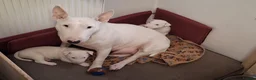 Miniature Bull terrier dogs for sale: Mini Bull terriers  - Advert 4