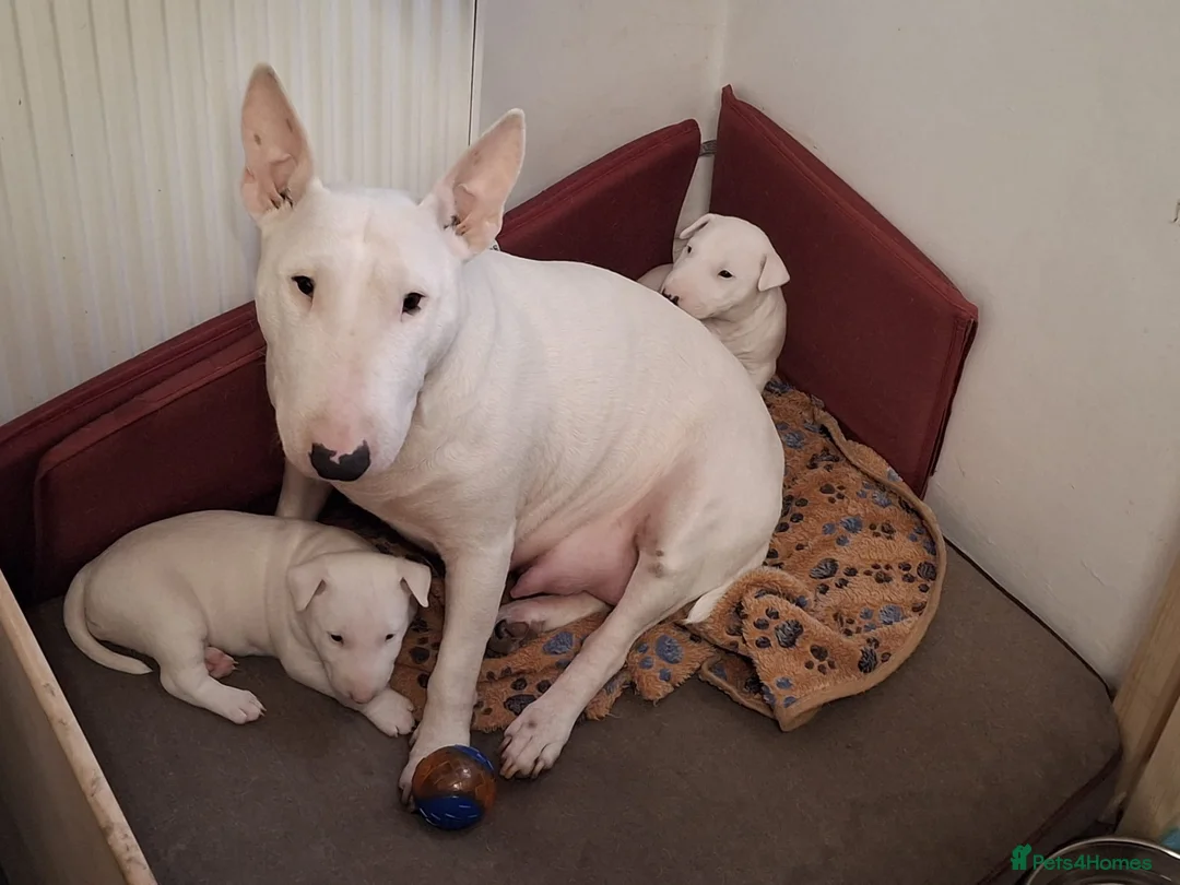 Miniature Bull terrier dogs for sale: Mini Bull terriers  - Advert 4