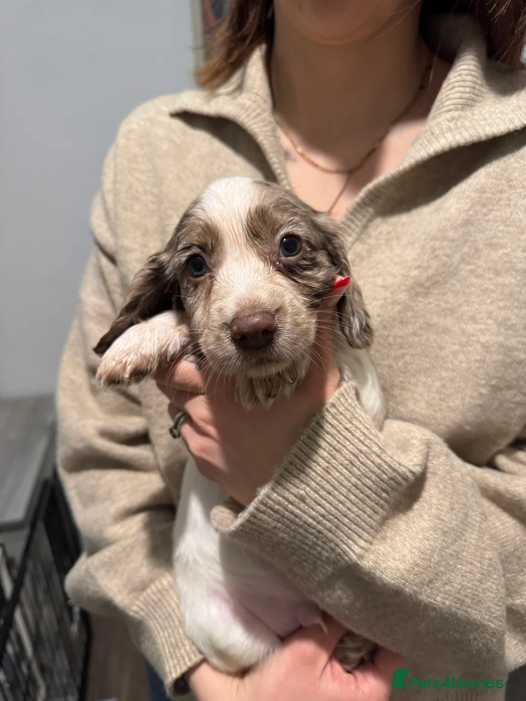 Cocker Spaniel dogs for sale: 4 Cocker Spaniel pups - unusual colours - Advert 15