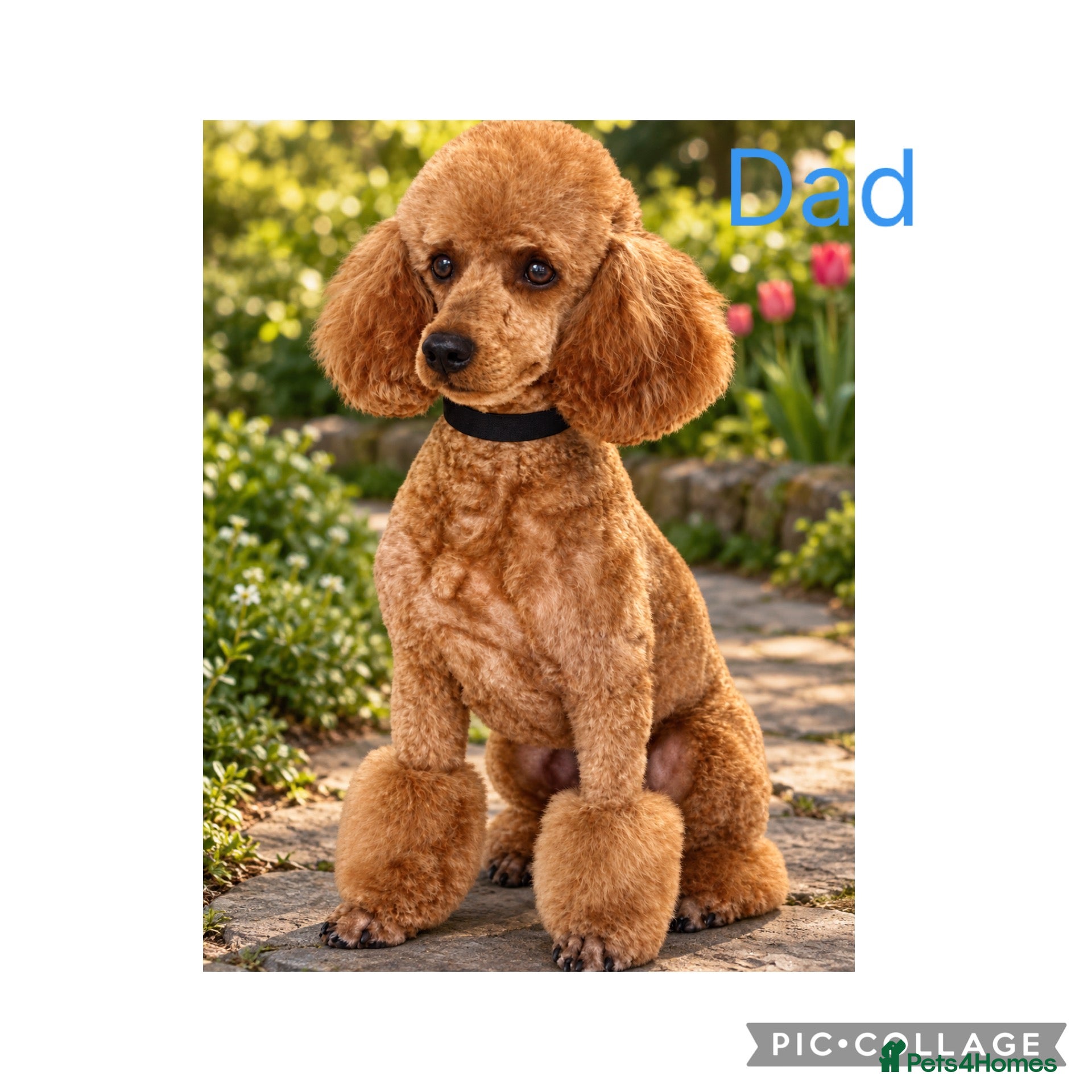 Toy Poodle dogs Toy poodle puppies - Advert 2