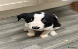 Mixed Breed dogs for sale: Border Collie x Whippet  - Image 14