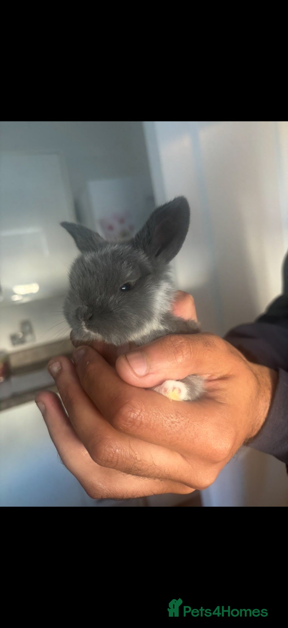 Mixed Breed rabbits Mini lop rabbits - 4 weeks  - Advert 6