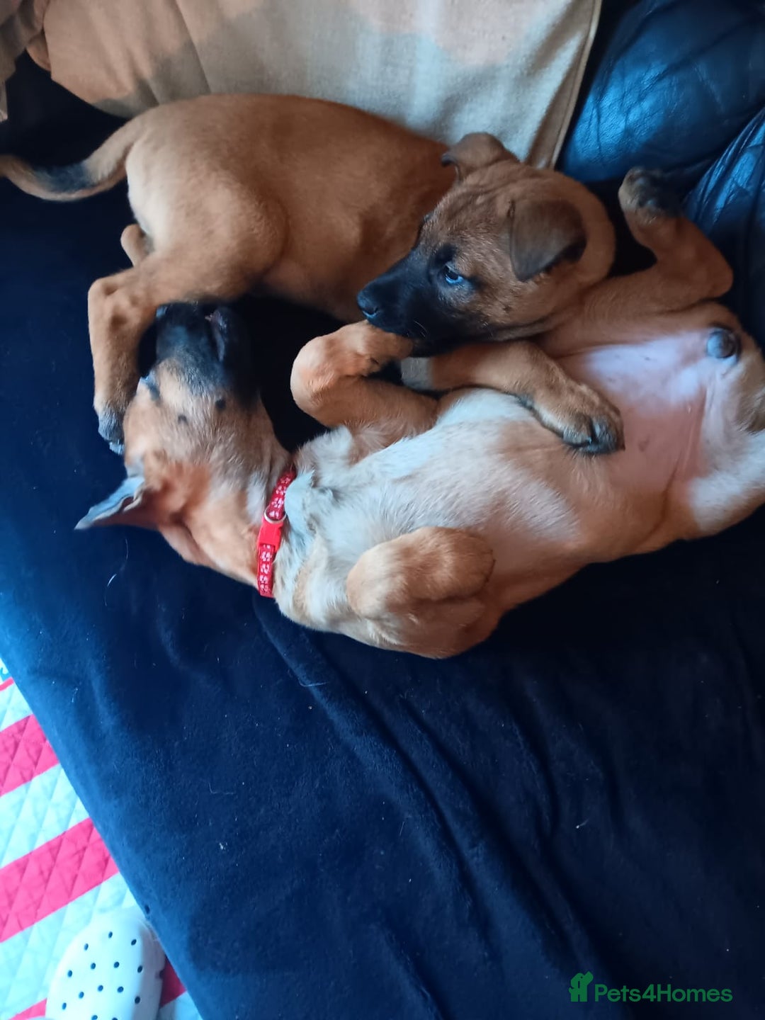 Belgian Shepherd Dog dogs for sale: Belgian Shepherd - Malinois  - Advert 24