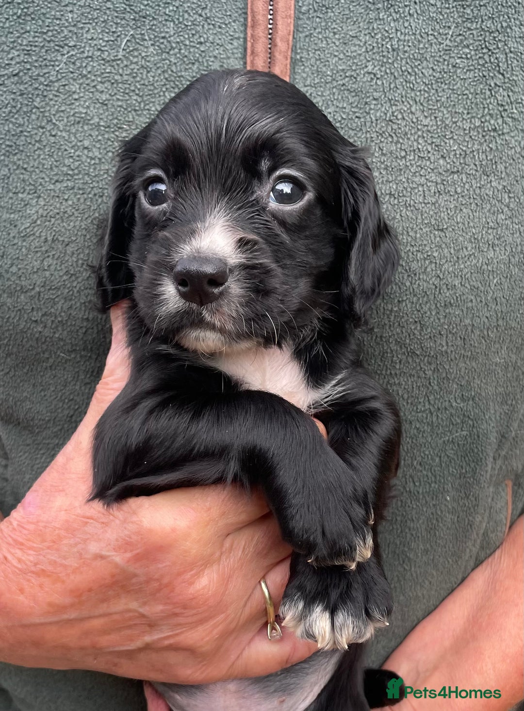 Cocker Spaniel dogs for sale: KC REG FIELD TRIAL SIRED COCKER SPANIEL PUPPIES  - Image 16
