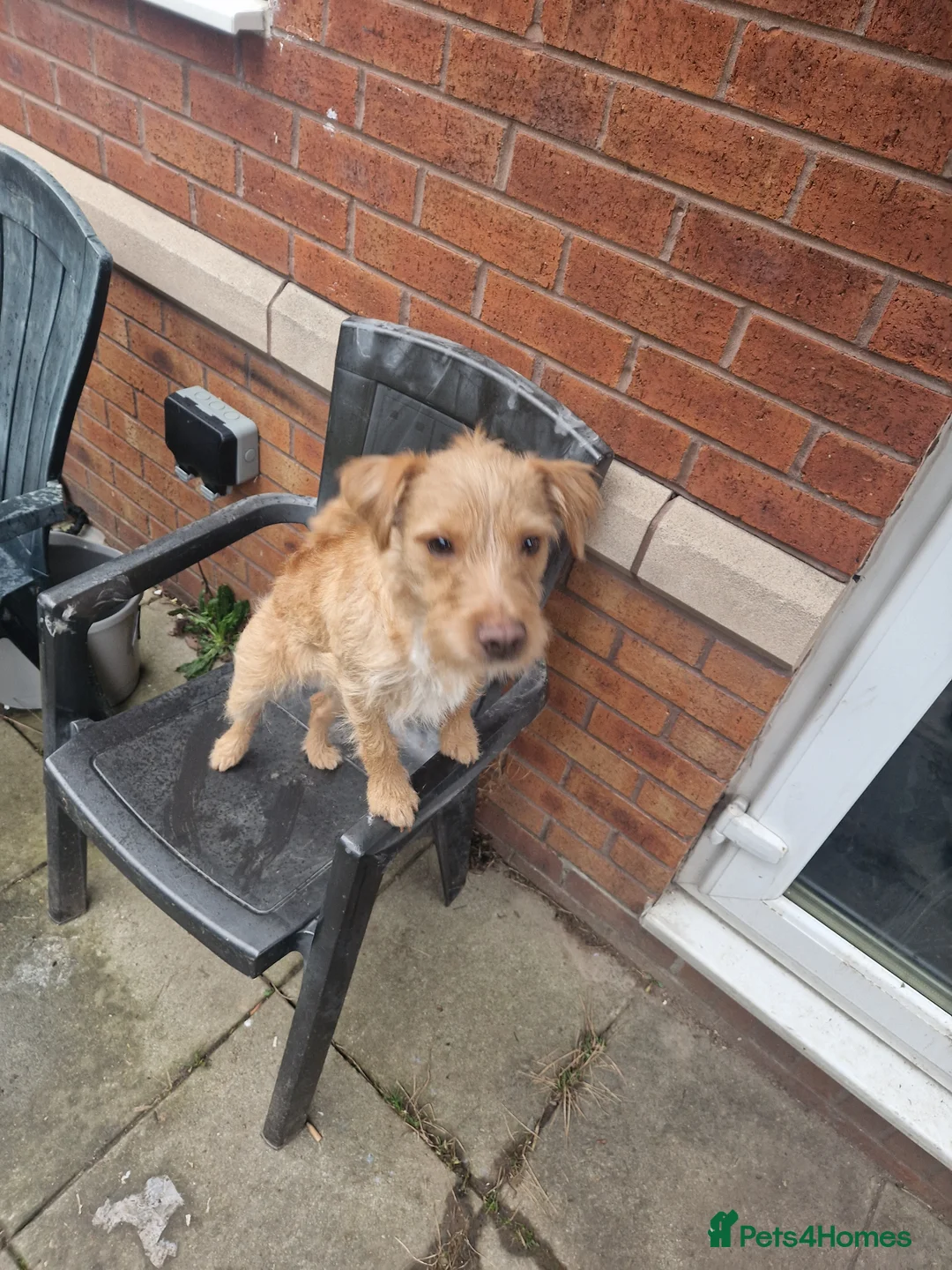 Mixed Breed dogs for sale: FREE golden female patterdale/lake land terrier  in Manchester - Advert 2