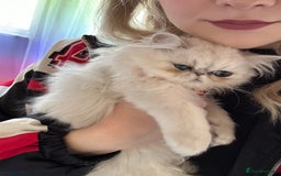 Persian cats for sale: Persian cats  - Image 5