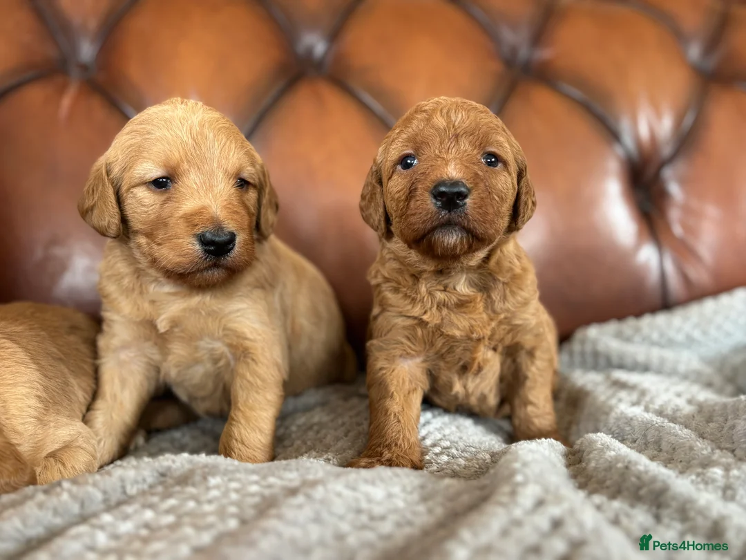 Labradoodle dogs for sale: F1 Labradoodle Puppies  - Advert 2