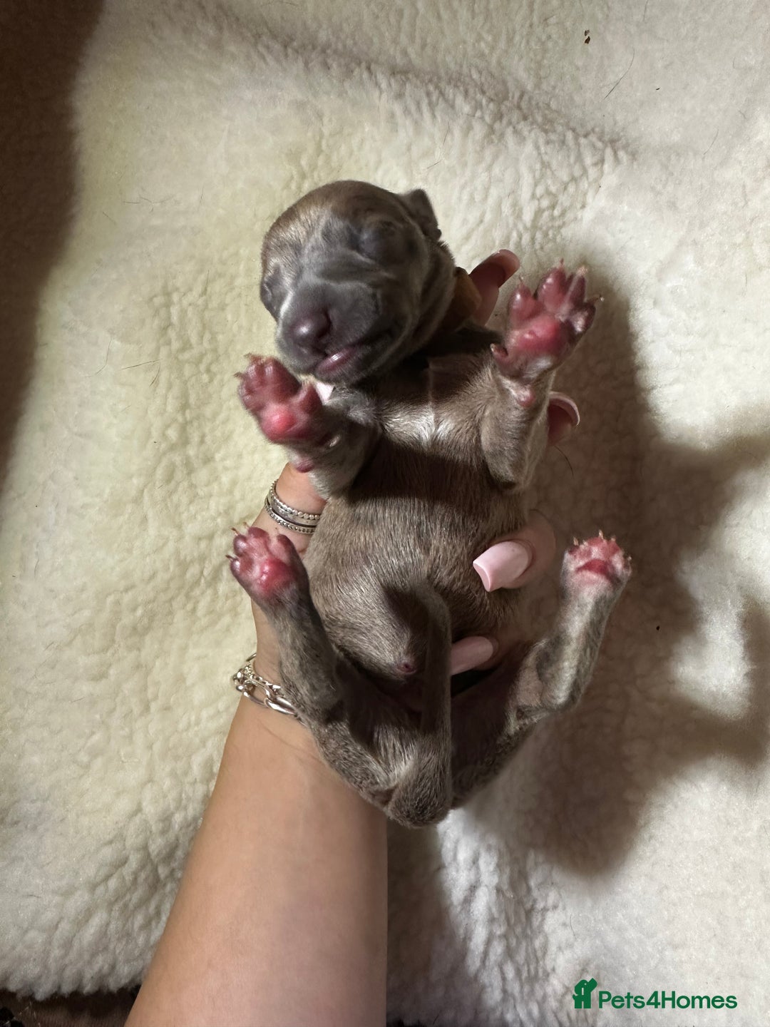 Whippet dogs for sale: Pedigree Purebred Blue and Two Toned Whippets - Image 19