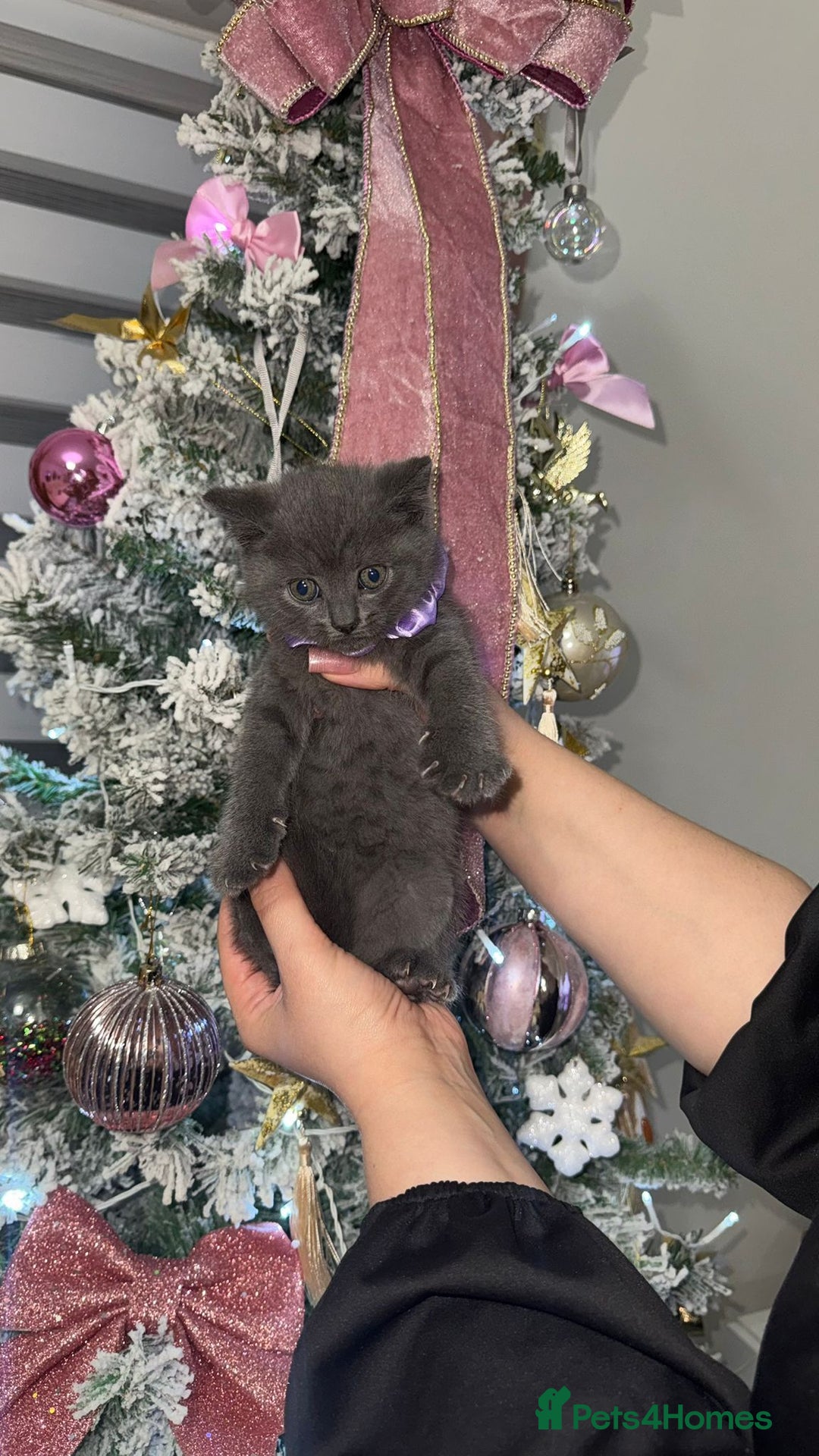 British Shorthair cats for sale: SCOTTISH STRAIGHT KITTENS  - Advert 6