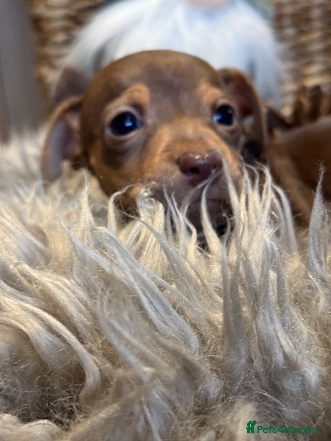 Jack Russell dogs for sale: STUNNING MINIATURE JRT's FOR SALE - Advert 13