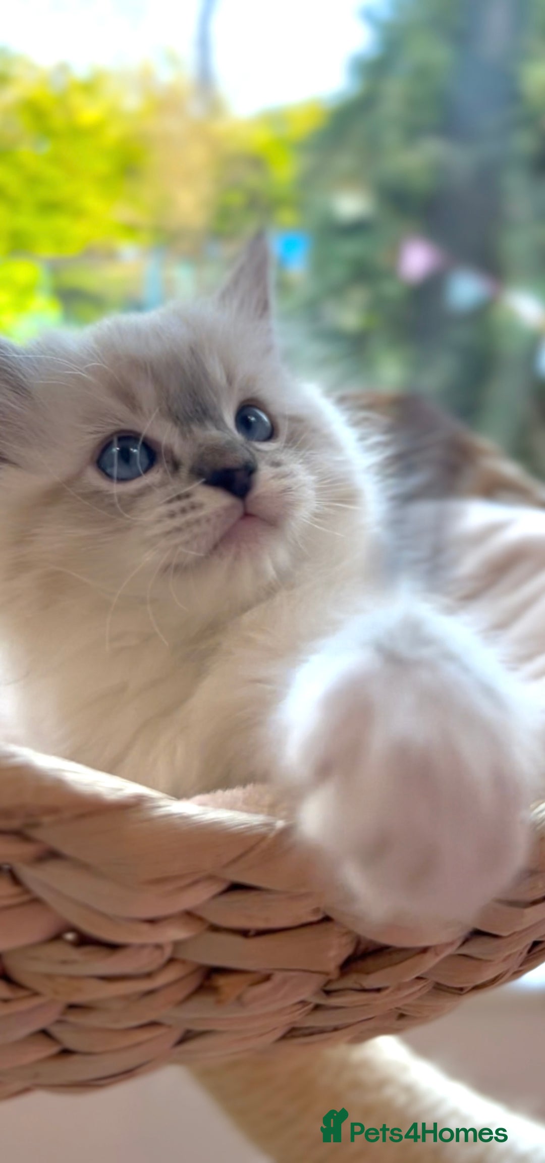 Ragdoll cats for sale: GCCF Registered. Grand Champion Bloodlines. - Advert 1