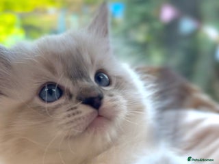 Ragdoll cats GCCF Registered. Grand Champion Bloodlines. - Advert 17