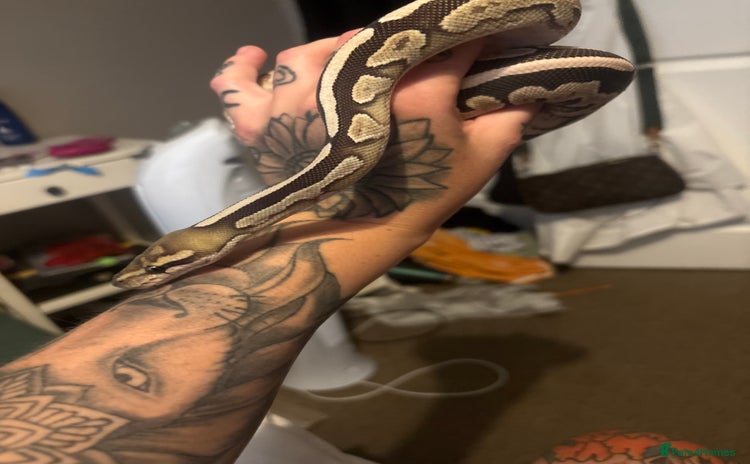 Python Snake reptiles - Advert 8