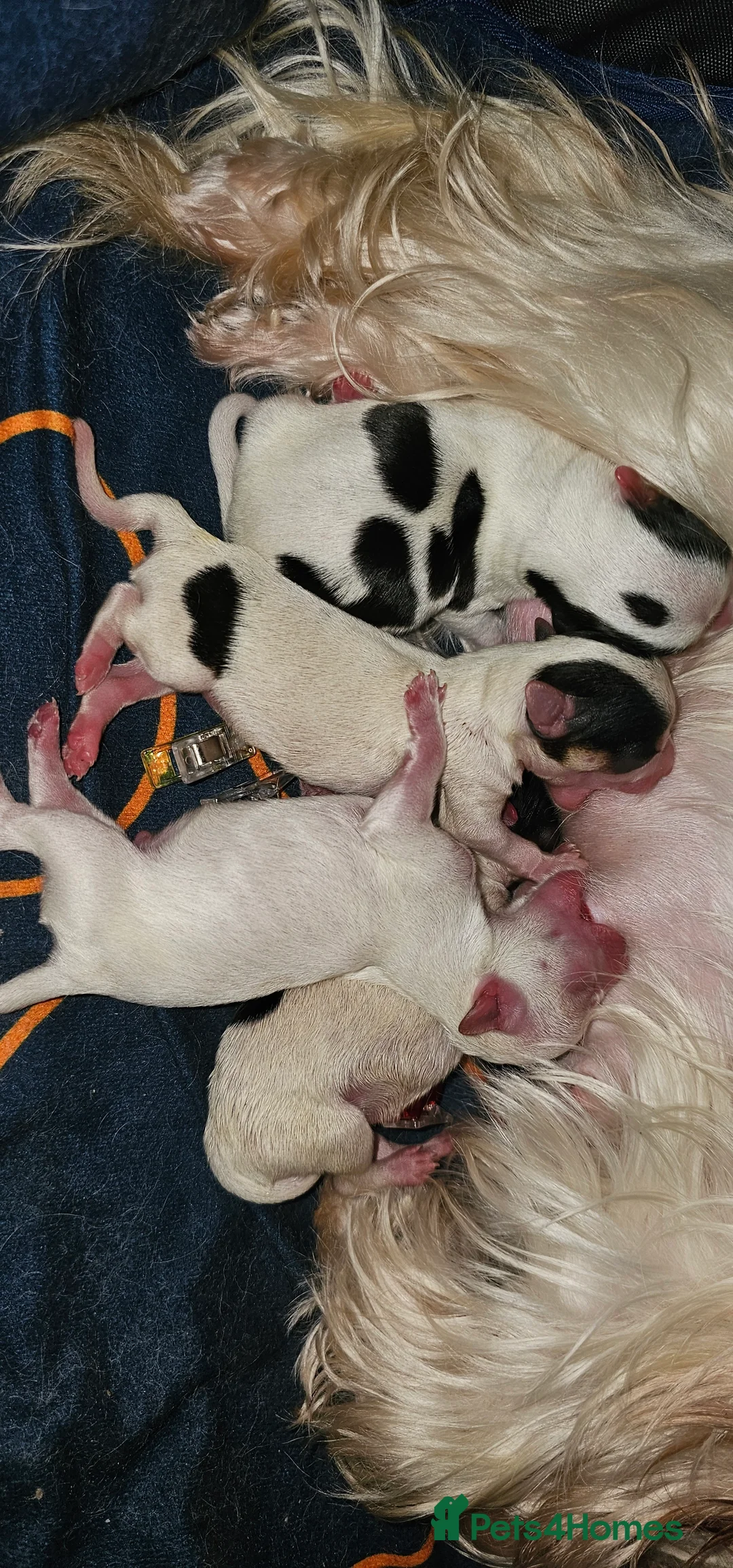 Yorkshire Terrier dogs for sale: Miniature Golddust Yorkshire Terrier (White-Gold)  - Advert 7