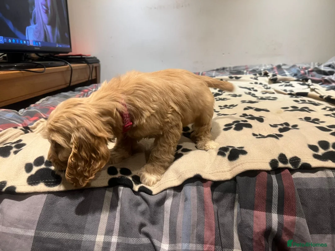 Cockapoo dogs for sale: Cocker spaniel/ cocapoo  - Advert 28