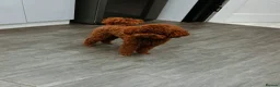 Toy Poodle dogs for sale: Two Adorable Toy Poodles – One Boy & One Girl  - Advert 5