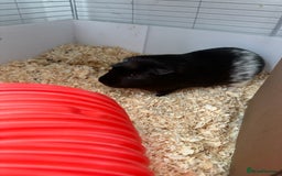 Guinea Pig rodents for sale: 2 male bonded guinea pigs and all accessories  - Image 2