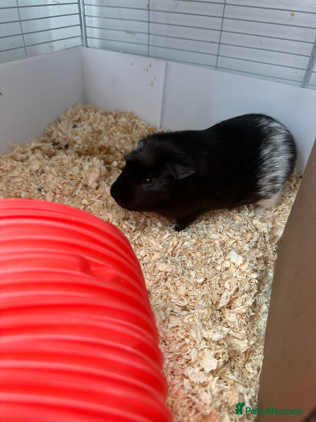 Guinea Pig rodents for sale: 2 male bonded guinea pigs and all accessories  - Image 2
