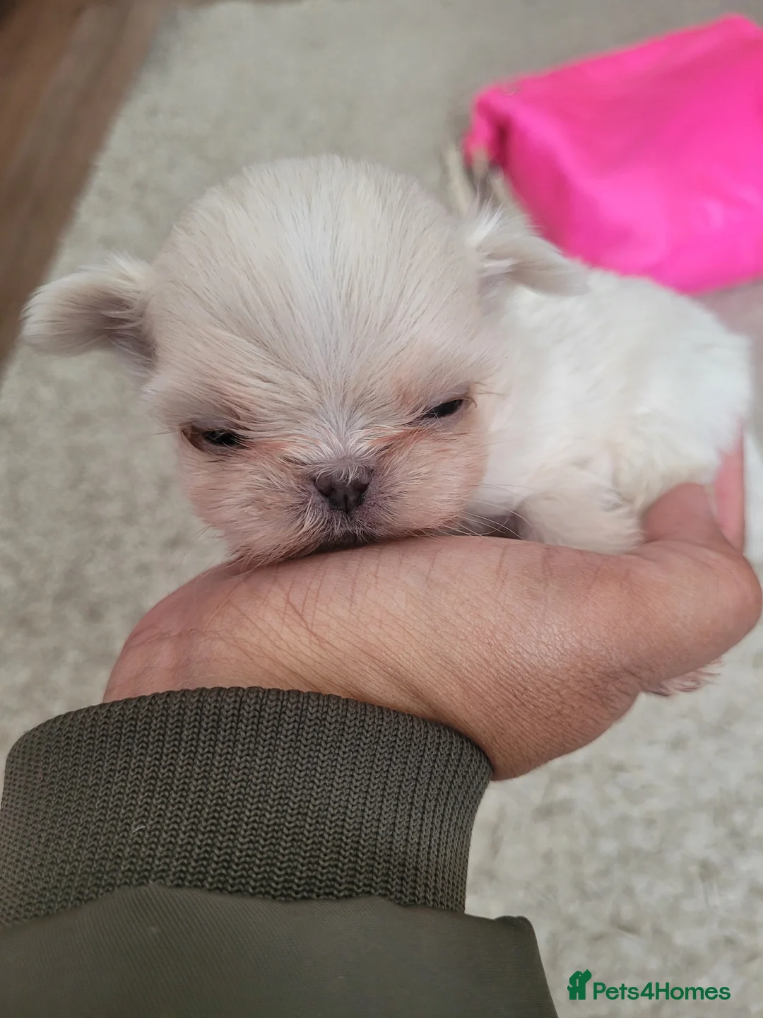 Shih Tzu dogs for sale: Super tiny weight 2lbs Imperial ShihTzu boy - Advert 9