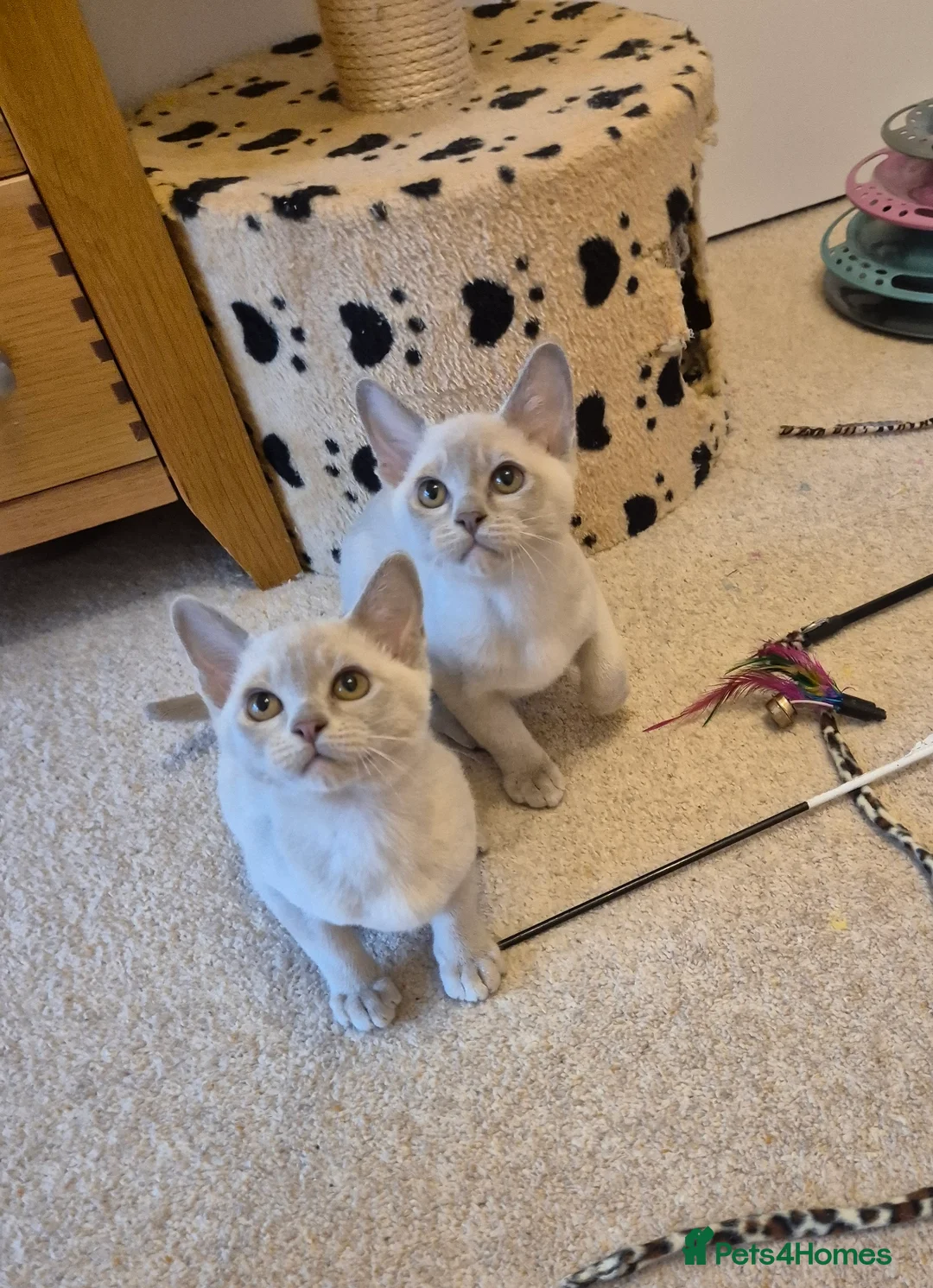 Burmese cats for sale: Gorgeous Pedigree Lilac Burmese Kittens - Advert 1