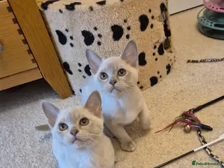 Burmese cats Gorgeous Pedigree Lilac Burmese Kittens - Advert 8