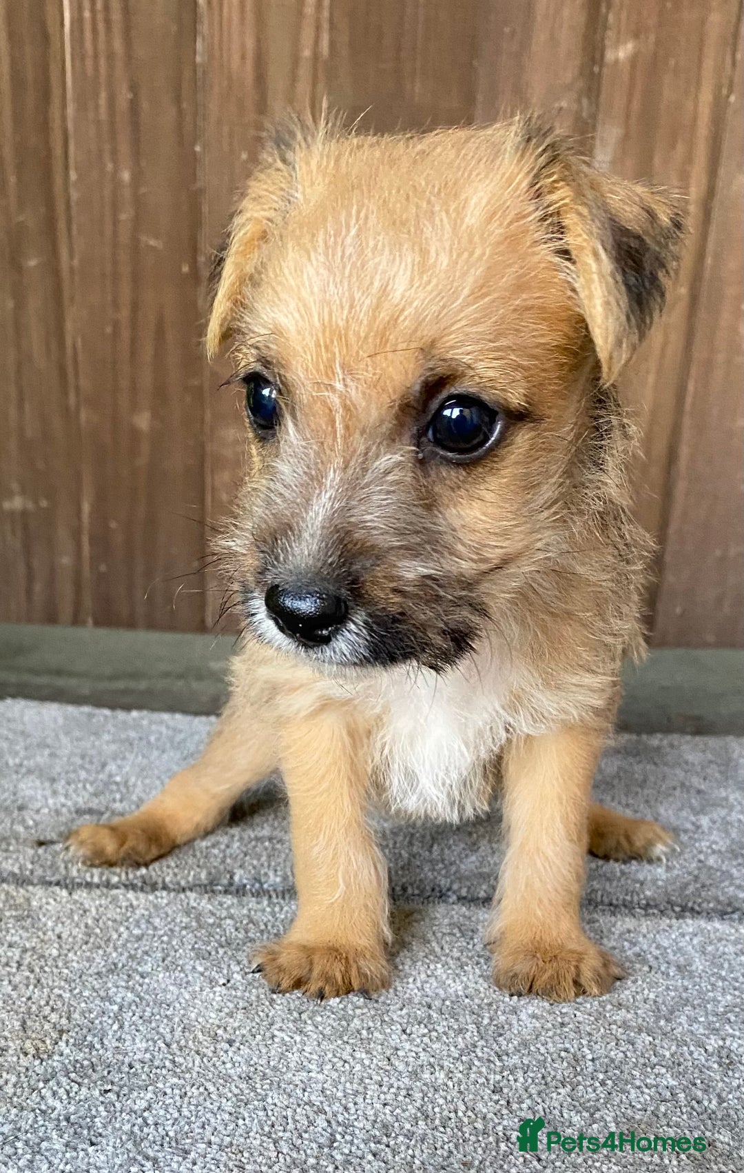 Jack Russell dogs for sale:  **  JACK RUSSELL PUPPIES - READY TO GO - Advert 20