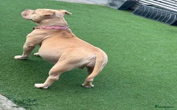 American Bully dogs for sale: Pocket bully puppies - Image 8