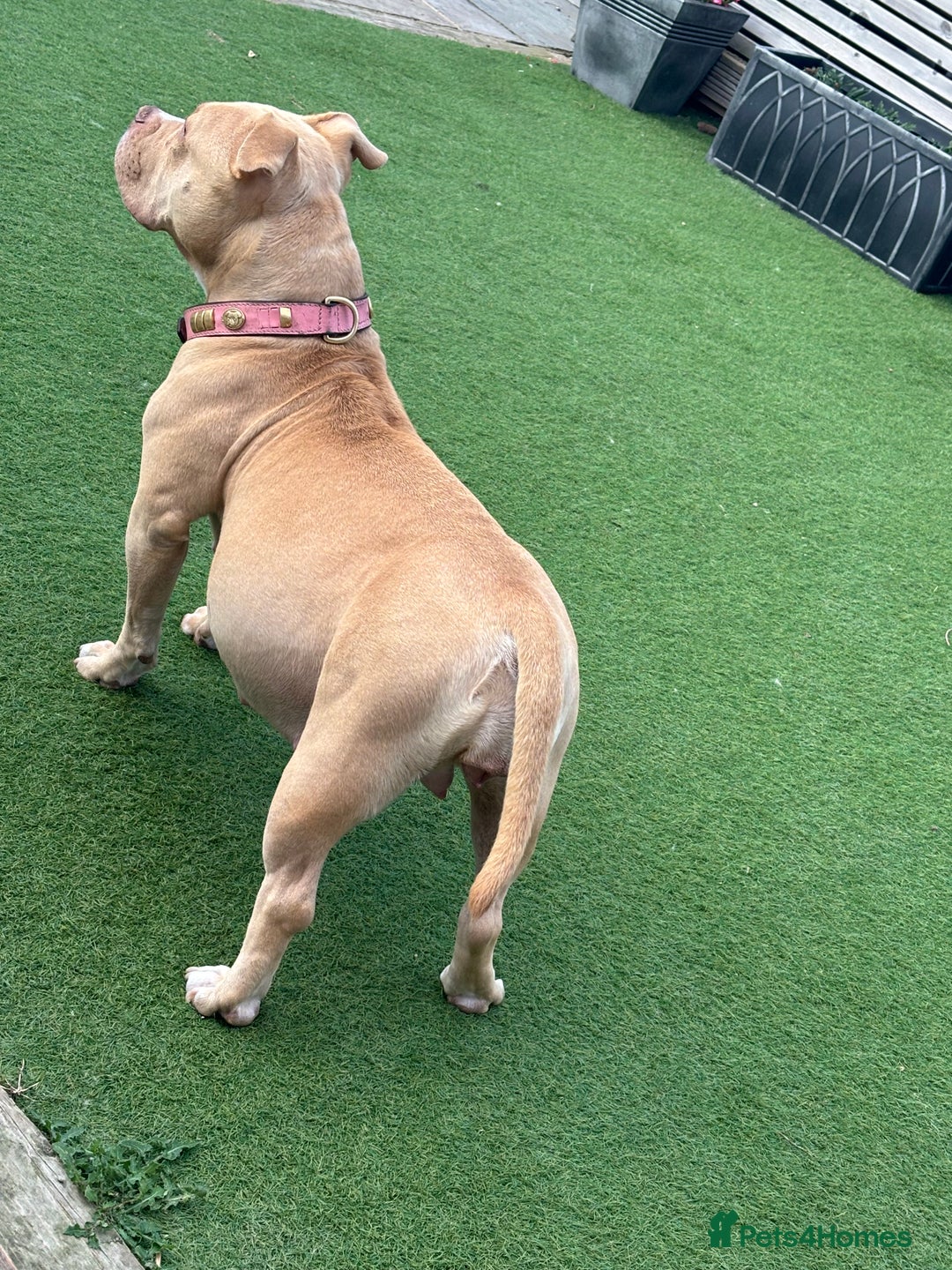 American Bully dogs for sale: Pocket bully puppies - Image 8