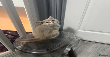 British Shorthair cats - Advert 13