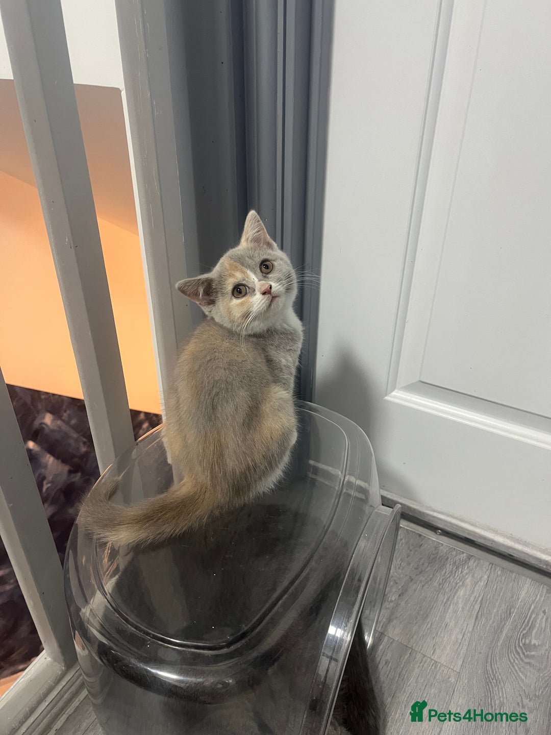 British Shorthair cats for sale: 💗💙💗💙GCCF LAST GIRL British Shorthair  - Image 4