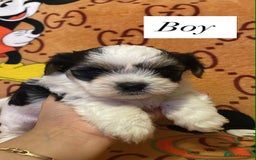 Bichon Frise dogs for sale:  ** s for  **  from your family  - Image 8