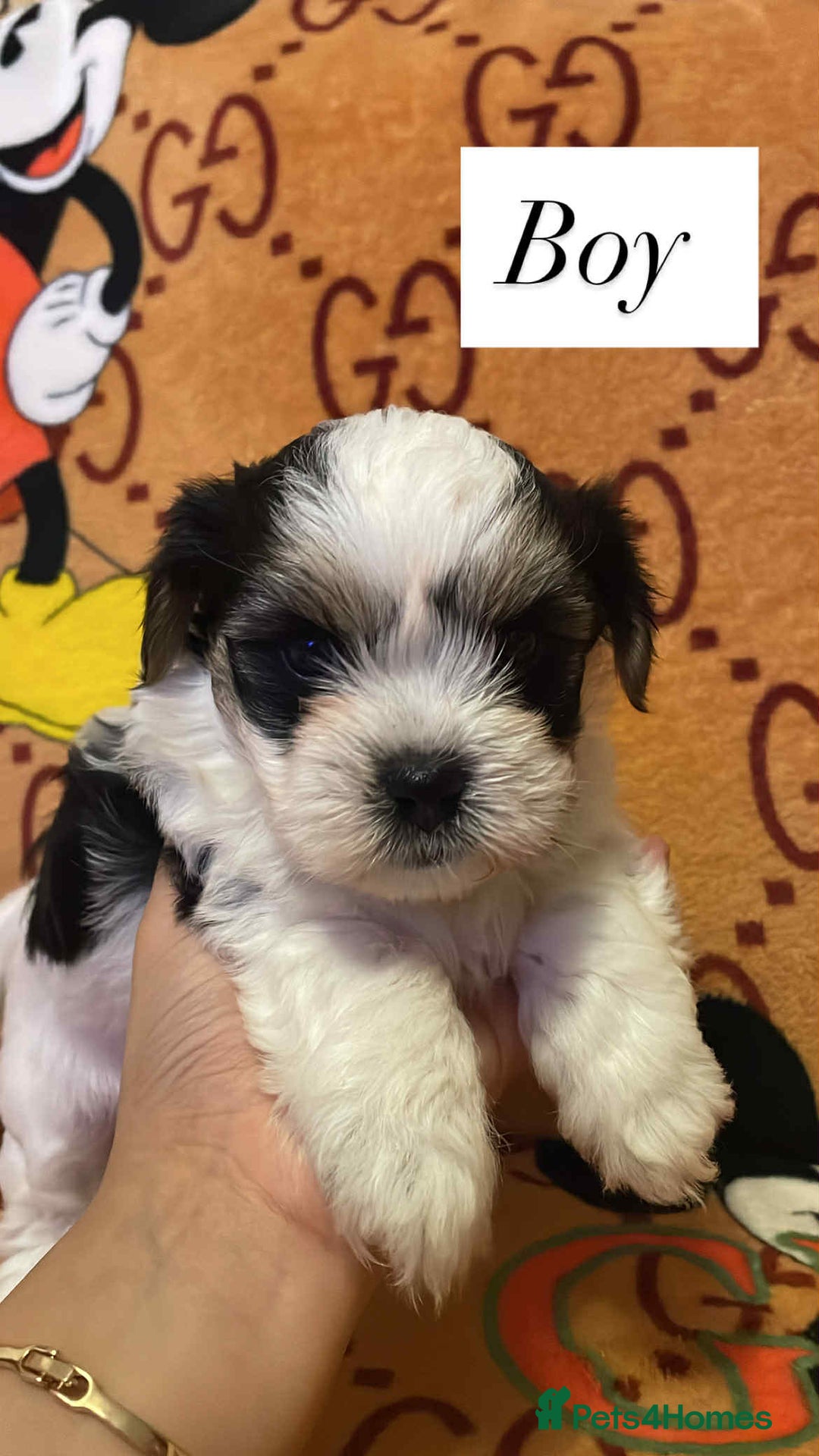 Bichon Frise dogs for sale:  ** s for  **  from your family  - Image 8