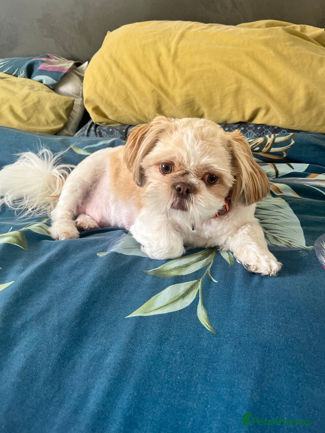 Shih Tzu dogs for sale: Imperial Shih Tzu from Mr Miyagi Line - Image 1