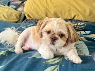 Shih Tzu dogs for sale - Advert 1