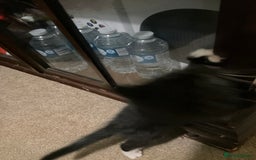 British Shorthair cats for sale: 3 kittens all female looking for a good home - Image 4
