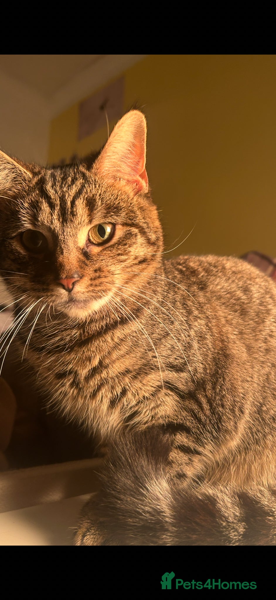 Mixed Breed cats 2 kittens looking for a loving home  - Advert 1