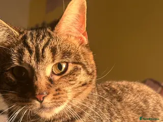 Mixed Breed cats 2 kittens looking for a loving home - Advert 1