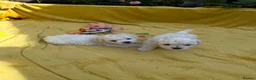 Bichon Frise dogs for sale: ⭐️Gorgeous Bichon Frise Puppies Available ⭐️ - Advert 5