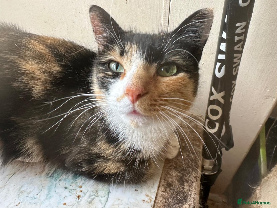 Mixed Breed cats for adoption: 1 year old tortie needs home of her own - Image 1