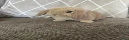 Mini Lop rabbits for sale: Mini lop babies  - Advert 1