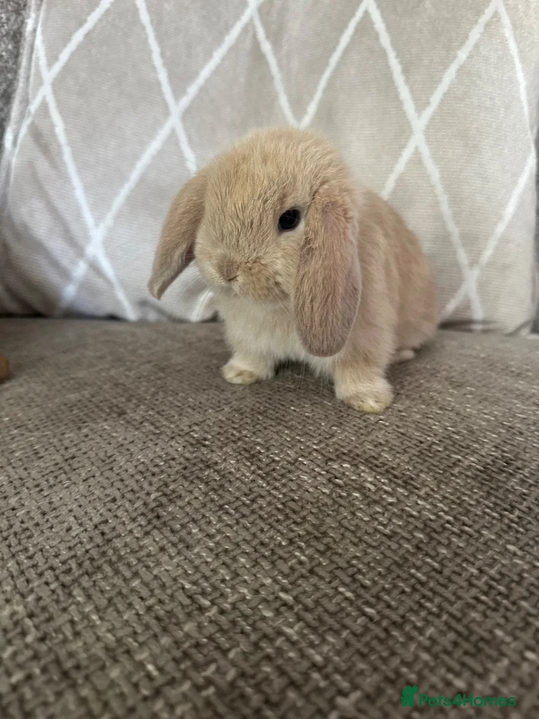Mini Lop rabbits for sale: Mini lop babies  - Advert 1