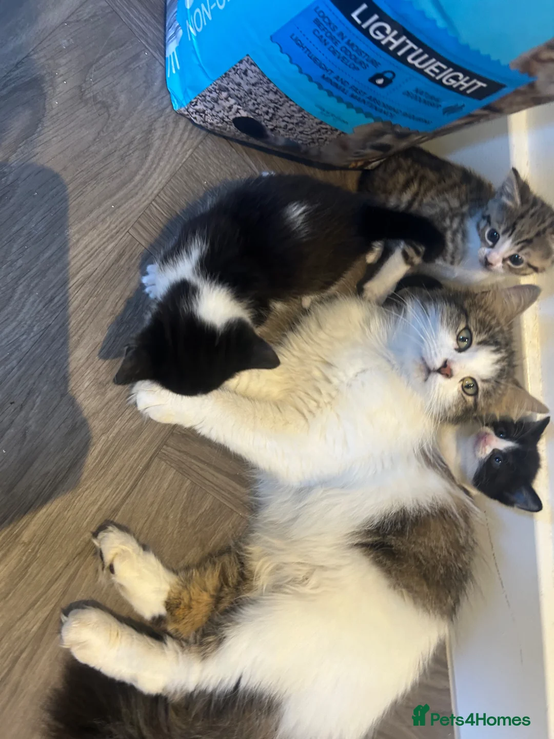 Norwegian Forest Cat cats for sale: 2 Norwegian Forrest kittens   - Advert 2