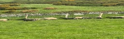 Sheep livestock for sale: Shetland X ewes - Advert 8