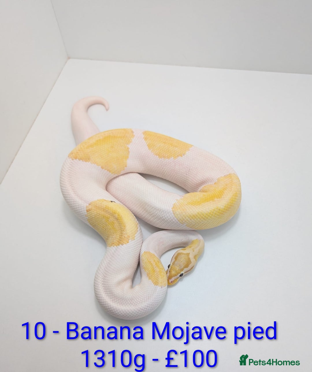 Python Snake reptiles for sale: Mixed morph ball pythons - Advert 10