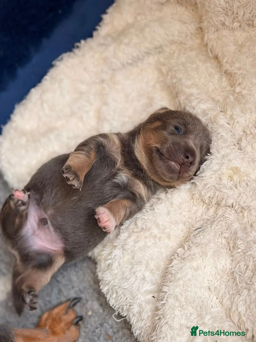 Jack Russell dogs for sale: Lilac and blue Jack Russell puppies - Advert 9