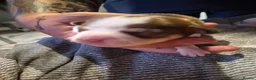 Chihuahua dogs for sale: 3 beautiful chihuahua puppy's  - Advert 9