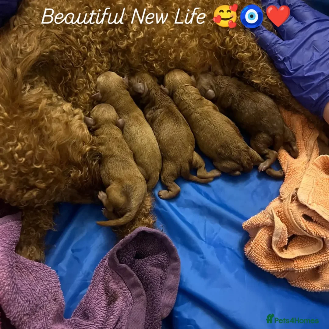 Toy Poodle dogs for sale: Pedigree Toy Poodle Puppies - Advert 2