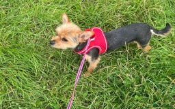 Yorkshire Terrier dogs for adoption: Dinky * Yorkshire Terrier * 240726 - Image 3