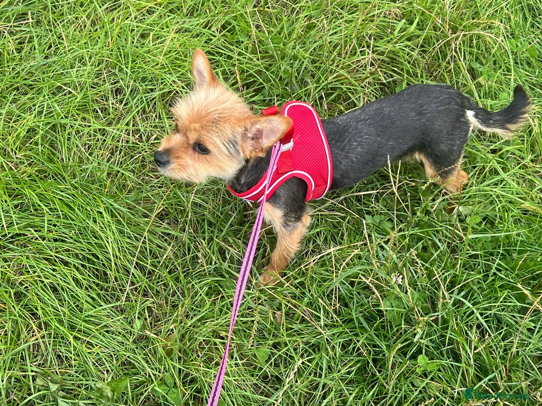 Yorkshire Terrier dogs for adoption: Dinky * Yorkshire Terrier * 240726 - Image 3